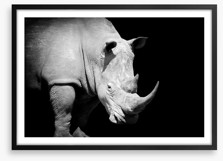 Rhino approaching