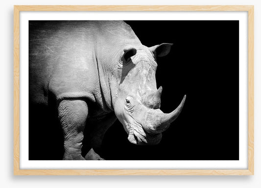 Rhino approaching