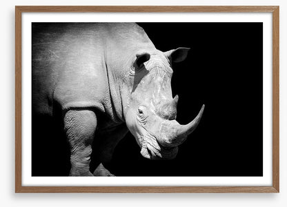 Rhino approaching