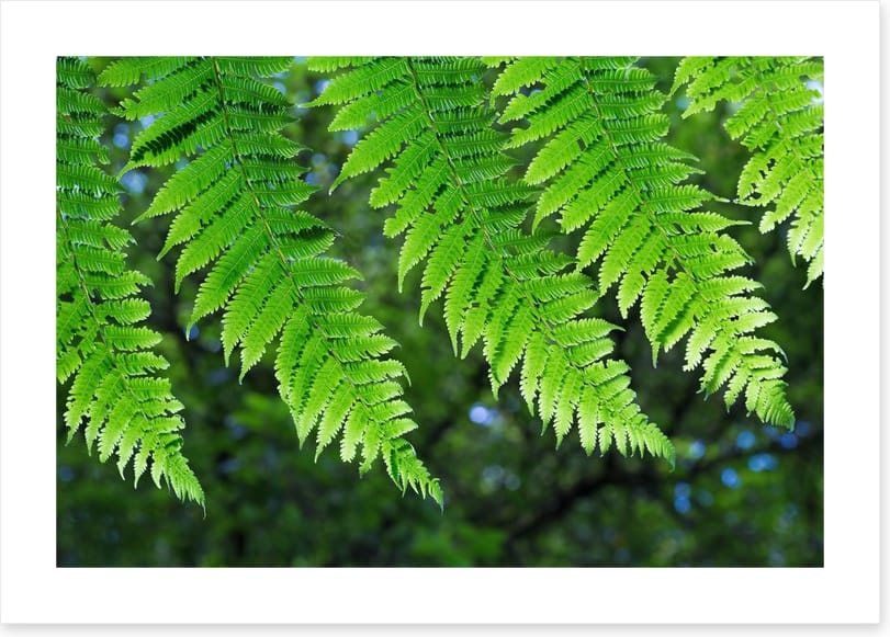 Leaves