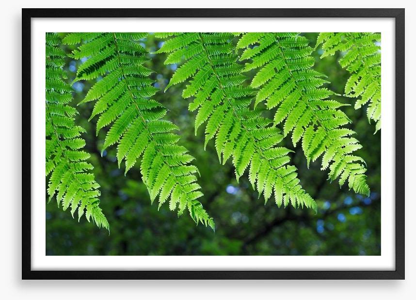 Leaves