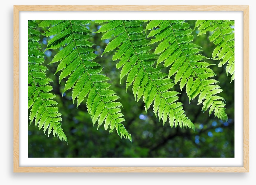 Leaves