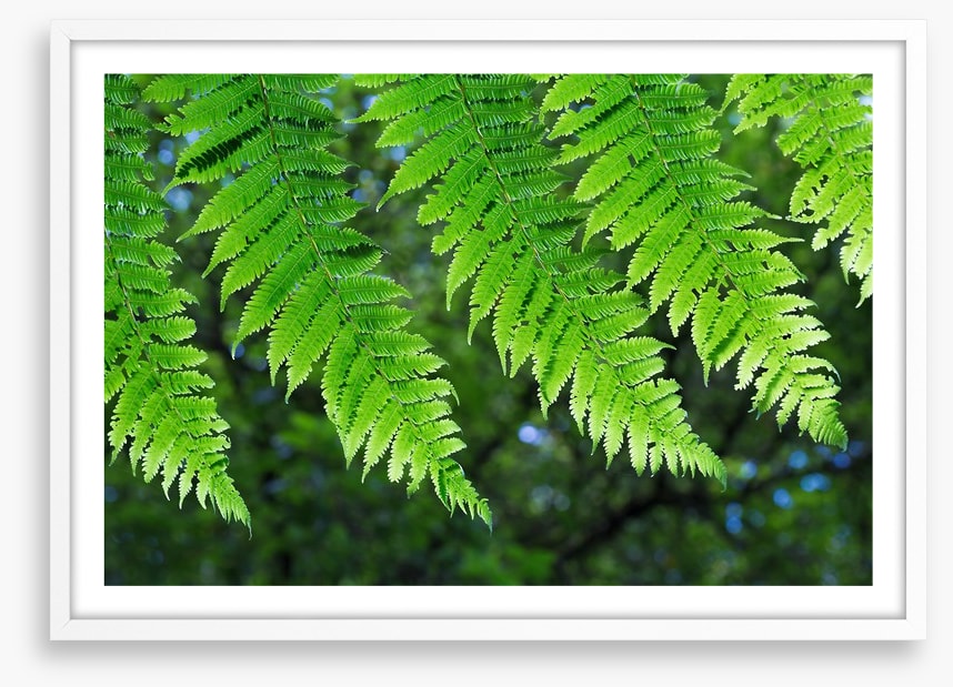 Leaves