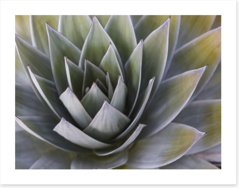 All aloe