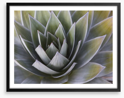 All aloe