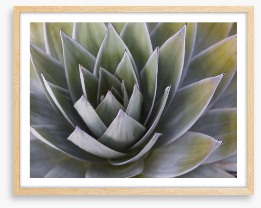 All aloe