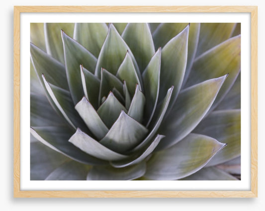All aloe