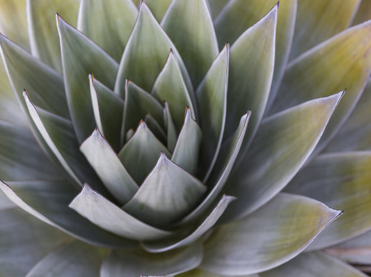 All aloe