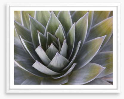 All aloe