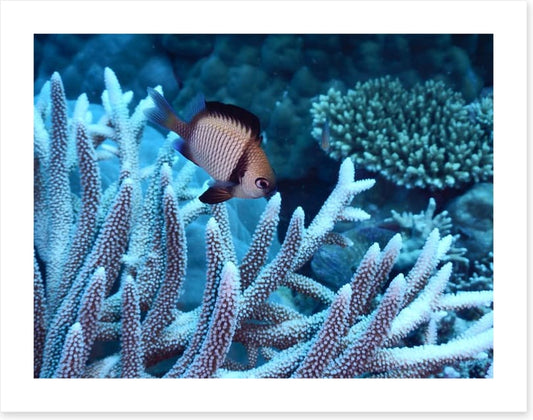 Fish / Aquatic