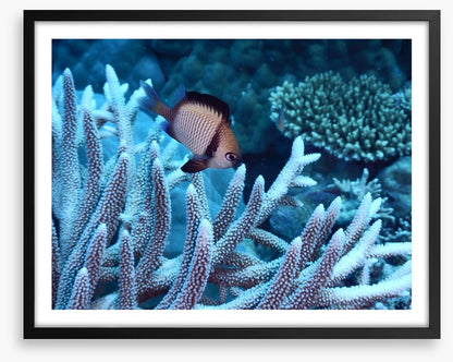 Fish / Aquatic