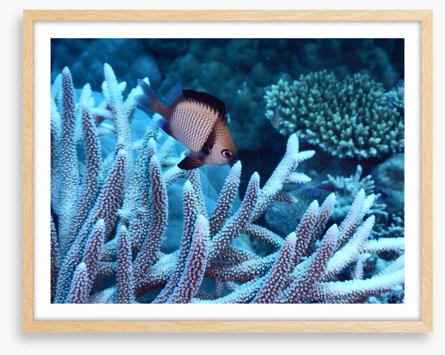 Fish / Aquatic