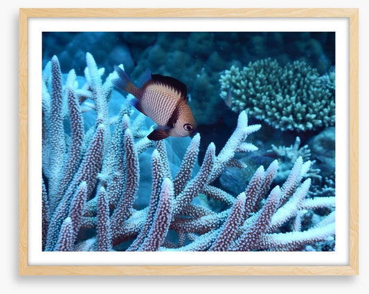 Fish / Aquatic