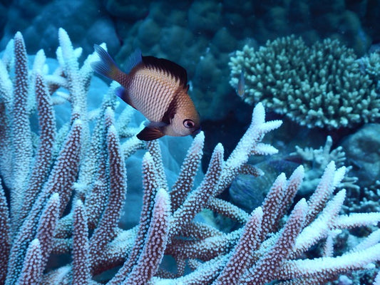 Fish / Aquatic