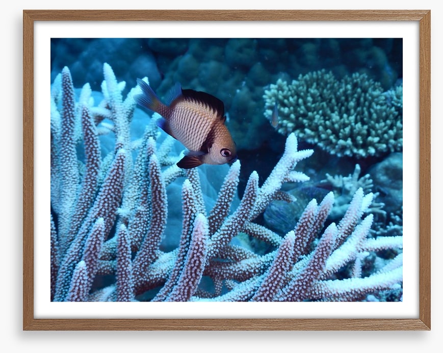 Fish / Aquatic