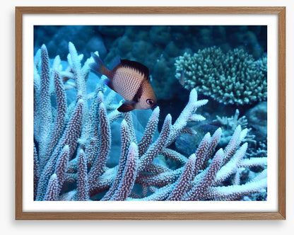Fish / Aquatic