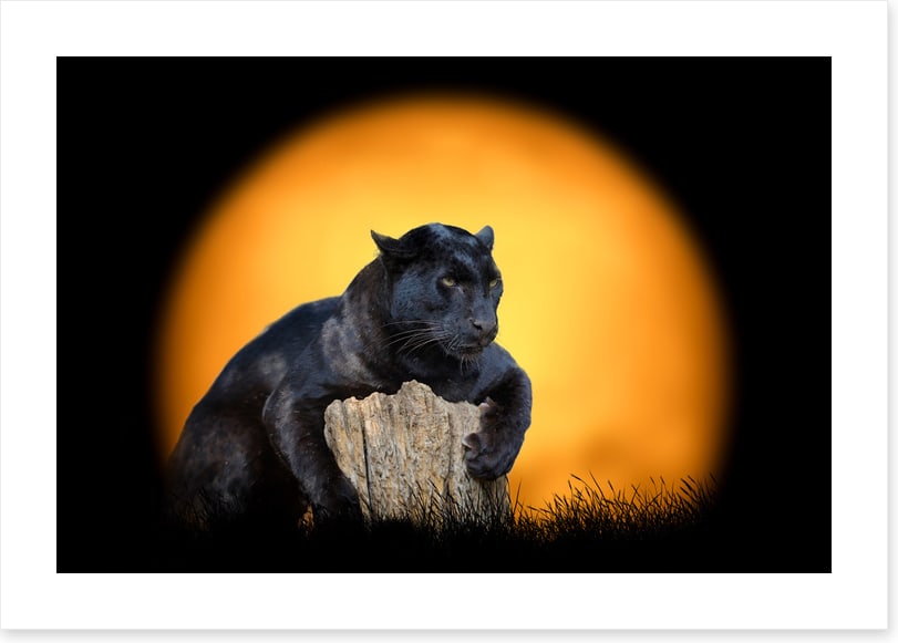 Black panther sundown