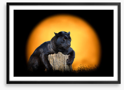 Black panther sundown