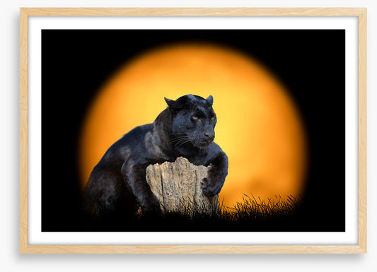 Black panther sundown