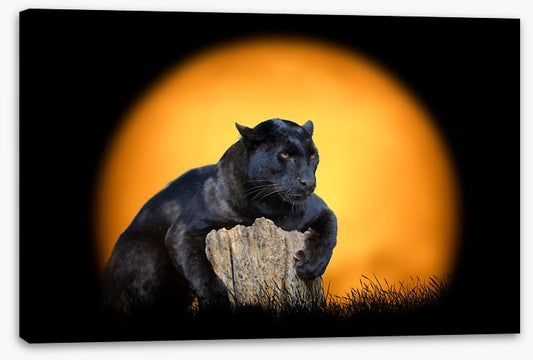 Black panther sundown