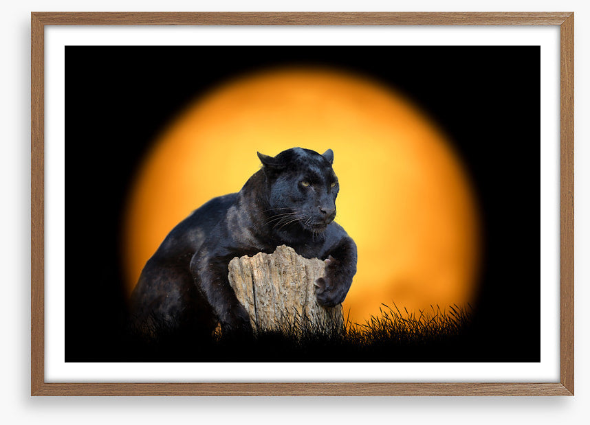 Black panther sundown