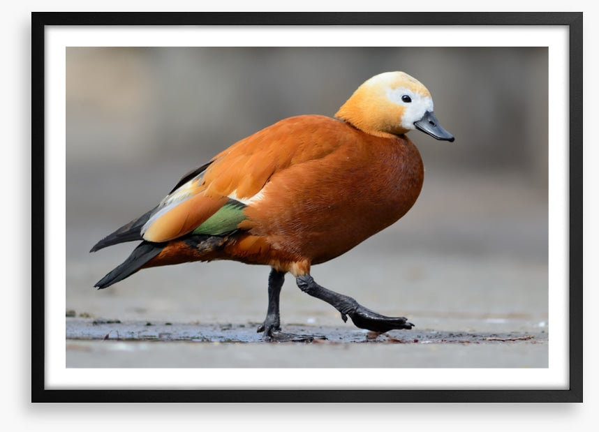 Birds