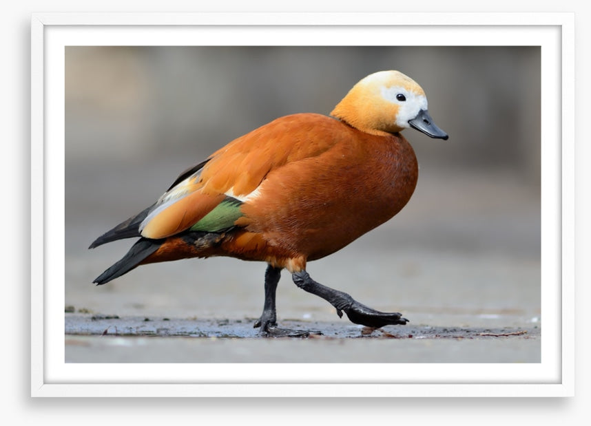 Birds