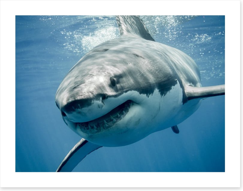 Great white smile