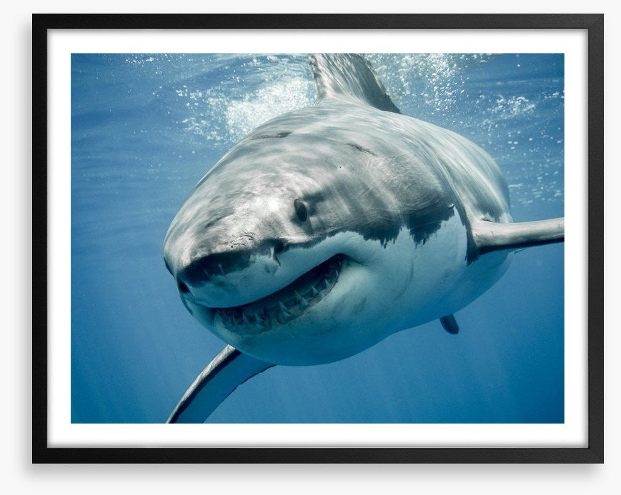 Great white smile