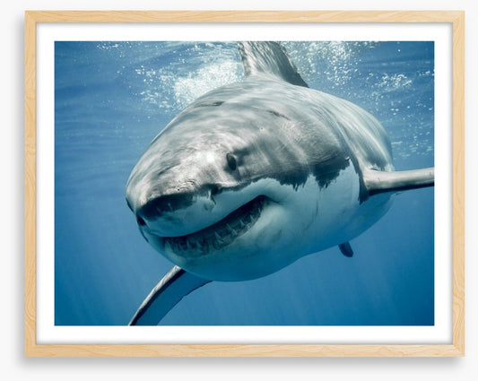 Great white smile