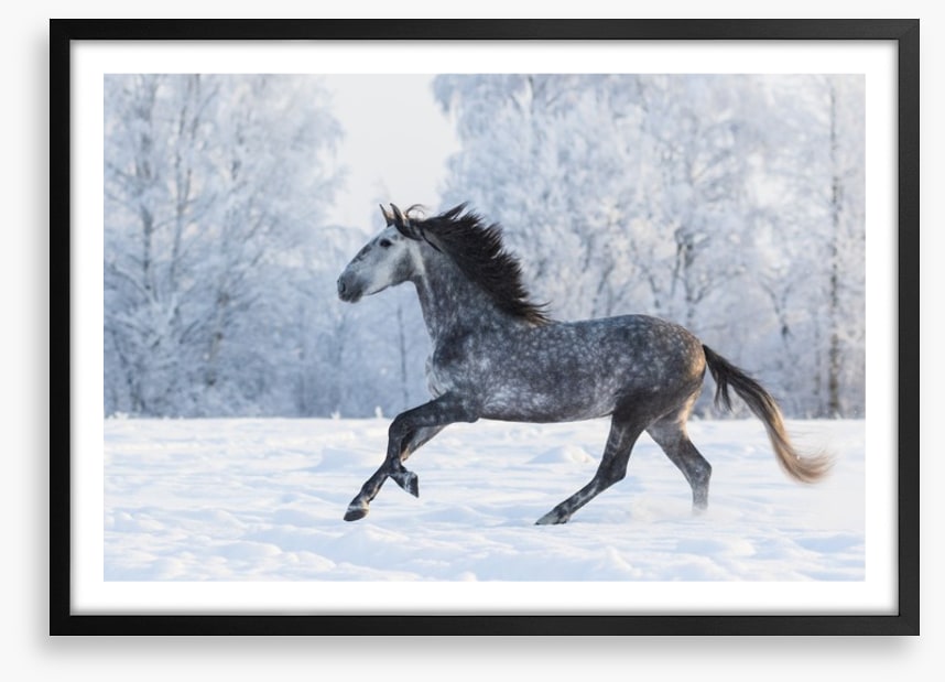 Galloping through the snow