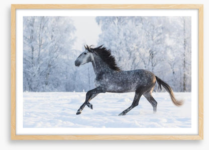 Galloping through the snow
