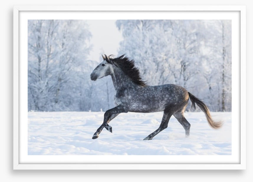 Galloping through the snow