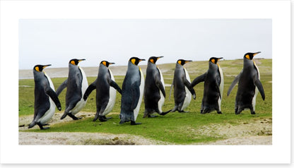 Eight kings