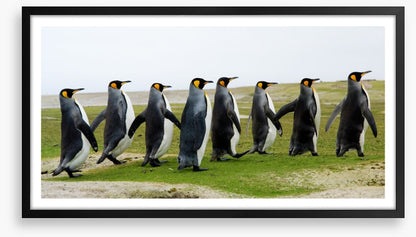 Eight kings