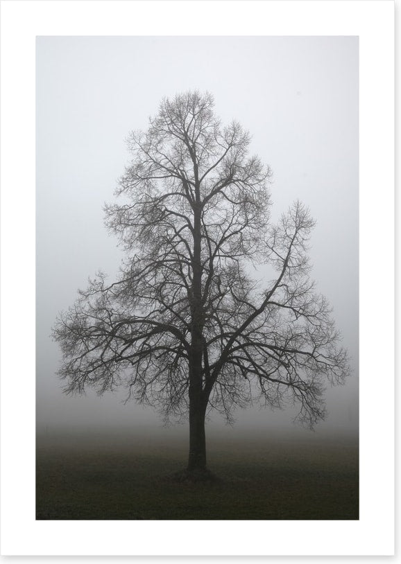Trees