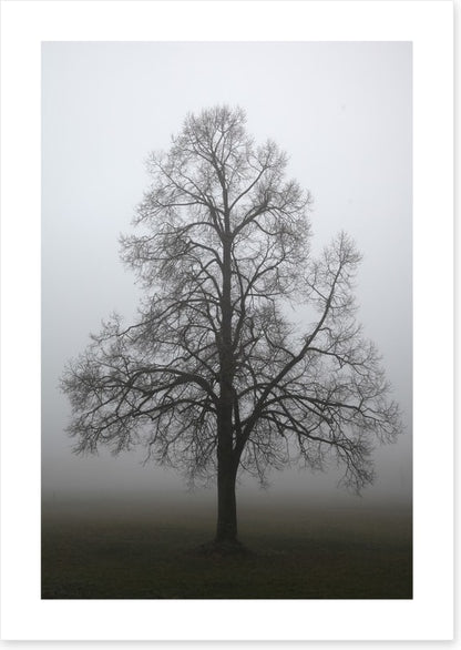 Trees