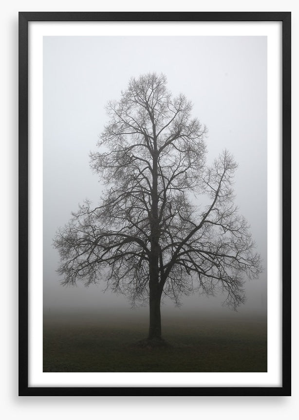 Trees