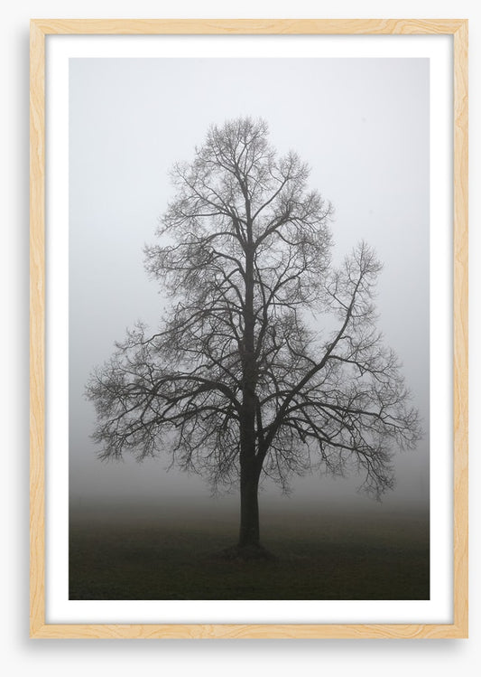 Trees