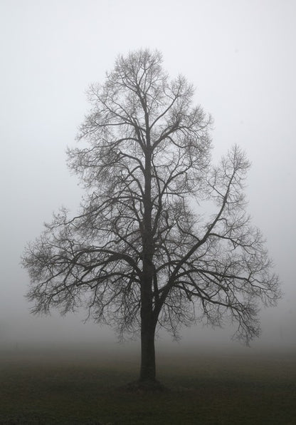 Trees