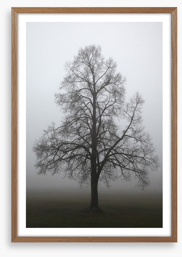 Trees