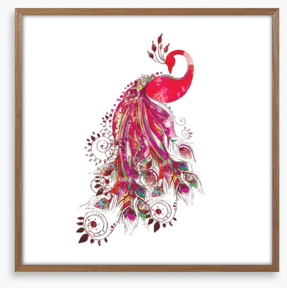 Peacock in fuchsia