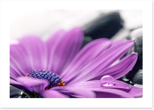 Cassis cleanse
