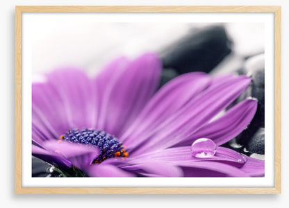 Cassis cleanse