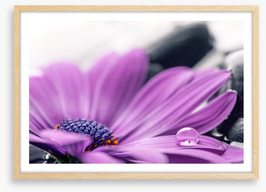 Cassis cleanse