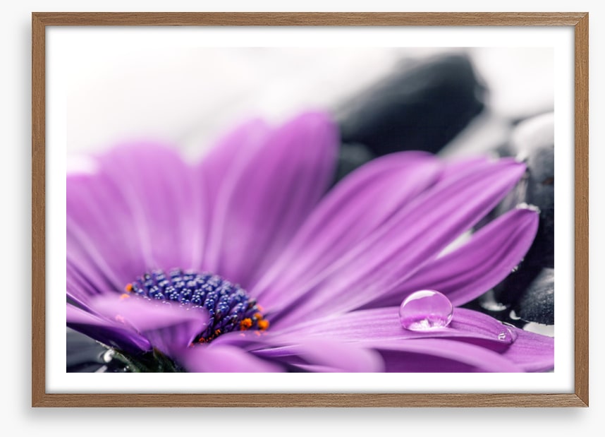 Cassis cleanse