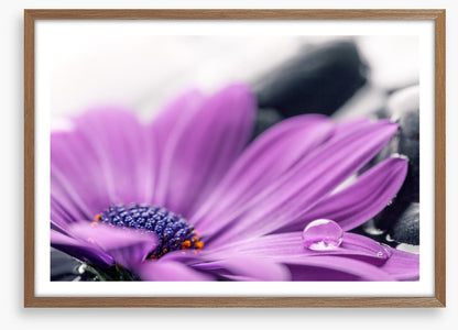Cassis cleanse