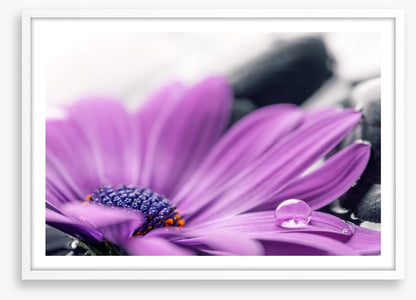 Cassis cleanse
