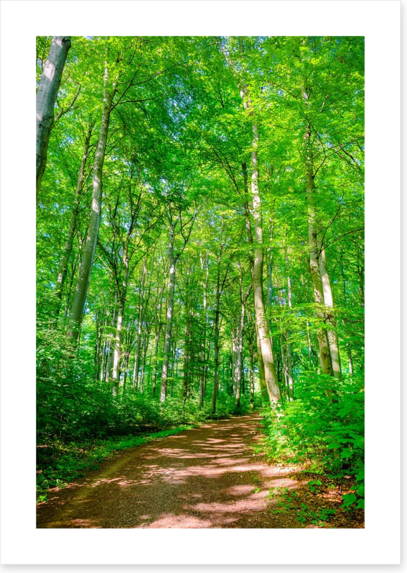 Forests