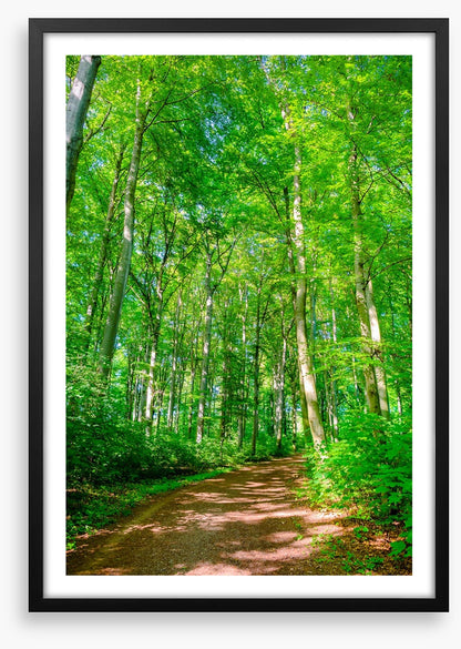 Forests